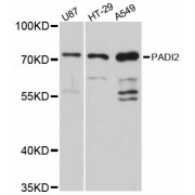Western blot analysis of extracts of various cell lines, using PADI2 antibody (abx126314) at 1:3000 dilution.