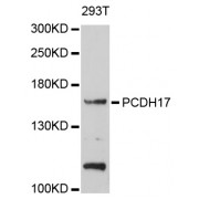 Western blot analysis of extracts of 293T cells, using PCDH17 antibody (abx126332) at 1/1000 dilution.