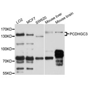 Western blot analysis of extracts of various cell lines, using PCDHGC3 antibody (abx126334) at 1/1000 dilution.