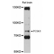 Western blot analysis of extracts of rat brain, using PCSK1 antibody (abx126335) at 1:3000 dilution.