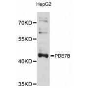 Western blot analysis of extracts of HepG2 cells, using PDE7B antibody (abx126339) at 1/1000 dilution.