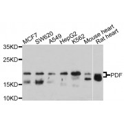 Western blot analysis of extracts of various cell lines, using PDF antibody (abx126341) at 1/1000 dilution.