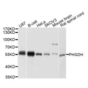 Western blot analysis of extracts of various cell lines, using PHGDH antibody (abx126357) at 1/1000 dilution.