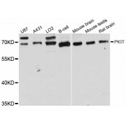 Western blot analysis of extracts of various cell lines, using PIGT antibody (abx126360) at 1:3000 dilution.
