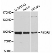 Western blot analysis of extracts of various cell lines, using PIK3R1 antibody (abx126362) at 1/1000 dilution.