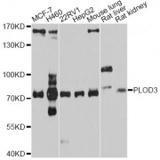 Western blot analysis of extracts of various cell lines, using PLOD3 antibody (abx126376) at 1/1000 dilution.