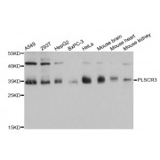 Western blot analysis of extracts of various cell lines, using PLSCR3 antibody (abx126377) at 1/1000 dilution.