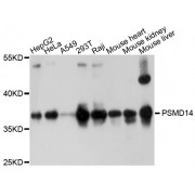 Western blot analysis of extracts of various cell lines, using PSMD14 antibody (abx126421) at 1/1000 dilution.