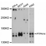 Western blot analysis of extracts of various cell lines, using PTPN14 antibody (abx126436) at 1:3000 dilution.