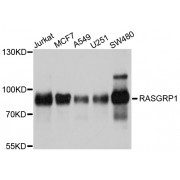 Western blot analysis of extracts of various cell lines, using RASGRP1 antibody (abx126457) at 1/1000 dilution.