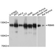 Western blot analysis of extracts of various cell lines, using RBM5 antibody (abx126463) at 1/1000 dilution.