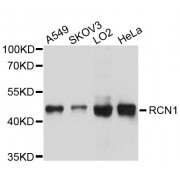 Western blot analysis of extracts of various cell lines, using RCN1 antibody (abx126465) at 1/1000 dilution.