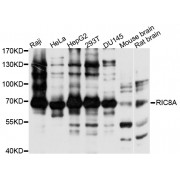 Western blot analysis of extracts of various cell lines, using RIC8A antibody (abx126481) at 1/1000 dilution.