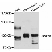 Western blot analysis of extracts of various cell lines, using RNF10 antibody (abx126485) at 1/1000 dilution.