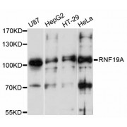 Western blot analysis of extracts of various cell lines, using RNF19A antibody (abx126487) at 1:3000 dilution.