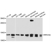 Western blot analysis of extracts of various cell lines, using RPS15A antibody (abx126494) at 1/1000 dilution.