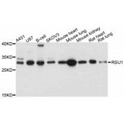 Western blot analysis of extracts of various cell lines, using RSU1 antibody (abx126501) at 1/1000 dilution.