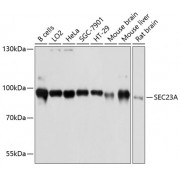 Western blot analysis of extracts of various cell lines, using SEC23A antibody (abx126521) at 1:3000 dilution.