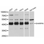 Western blot analysis of extracts of various cell lines, using SHARPIN antibody (abx126547) at 1:3000 dilution.