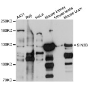 Western blot analysis of extracts of various cell lines, using SIN3B antibody (abx126549) at 1/1000 dilution.