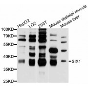 Western blot analysis of extracts of various cell lines, using SIX1 antibody (abx126553) at 1:3000 dilution.