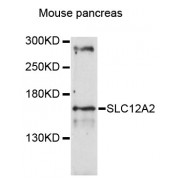 Western blot analysis of extracts of mouse pancreas, using SLC12A2 antibody (abx126557) at 1:3000 dilution.
