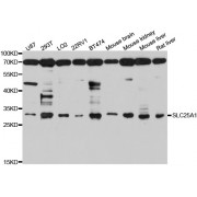 Western blot analysis of extracts of various cell lines, using SLC25A1 antibody (abx126567) at 1/1000 dilution.