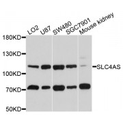 Western blot analysis of extracts of various cell lines, using SLC4A5 antibody (abx126584) at 1/1000 dilution.