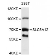 Western blot analysis of extracts of 293T cells, using SLC6A12 antibody (abx126589) at 1/1000 dilution.