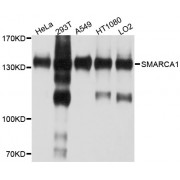 Western blot analysis of extracts of various cell lines, using SMARCA1 antibody (abx126602) at 1/1000 dilution.