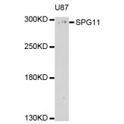 Western blot analysis of extracts of U-87MG cells, using SPG11 antibody (abx126626) at 1/1000 dilution.