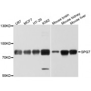 Western blot analysis of extracts of various cell lines, using SPG7 antibody (abx126627) at 1/1000 dilution.