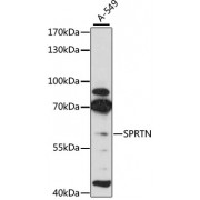 Western blot analysis of extracts of A-549 cells, using SPRTN Antibody (abx126636) at 1/3000 dilution.