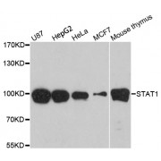 Western blot analysis of extracts of various cell lines, using STAT1 antibody (abx126656) at 1:3000 dilution.