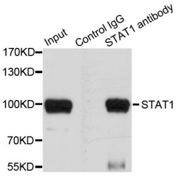 Signal Transducer And Activator of Transcription 1 (STAT1) Antibody