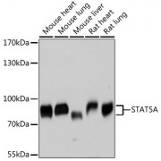Western blot analysis of extracts of various cell lines, using STAT5A antibody (abx126662) at 1:3000 dilution.