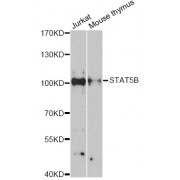 Western blot analysis of extracts of various cell lines, using STAT5B antibody (abx126664) at 1:3000 dilution.