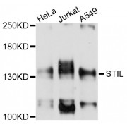 Western blot analysis of extracts of various cell lines, using STIL antibody (abx126666) at 1/1000 dilution.