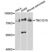 Western blot analysis of extracts of various cell lines, using TBC1D15 antibody (abx126680) at 1/1000 dilution.