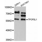 Western blot analysis of extracts of various cell lines, using TFCP2L1 antibody (abx126690) at 1/1000 dilution.