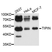 Western blot analysis of extracts of various cell lines, using TIPIN antibody (abx126705) at 1/1000 dilution.