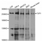 Western blot analysis of extracts of various cell lines, using TJP1 antibody (abx126706) at 1/1000 dilution.