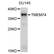 Western blot analysis of extracts of DU145 cells, using TMEM74 antibody (abx126713) at 1/1000 dilution.