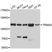 Western blot analysis of extracts of various cell lines, using TRIM24 antibody (abx126739) at 1/1000 dilution.