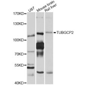 Western blot analysis of extracts of various cell lines, using TUBGCP2 antibody (abx126748) at 1/1000 dilution.