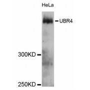 Western blot analysis of extracts of HeLa cells, using UBR4 antibody (abx126757) at 1:3000 dilution.