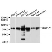 Western blot analysis of extracts of various cell lines, using µgT1A1 antibody (abx126760) at 1/1000 dilution.