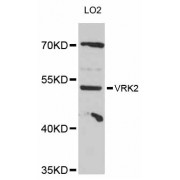Western blot analysis of extracts of LO2 cells, using VRK2 antibody (abx126788) at 1:3000 dilution.