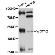 Western blot analysis of extracts of various cell lines, using WDFY2 antibody (abx126790) at 1/1000 dilution.