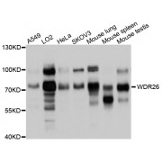 Western blot analysis of extracts of various cell lines, using WDR26 antibody (abx126793) at 1/1000 dilution.